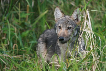 Pack of young wolves cubs near river