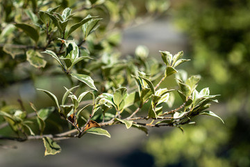 Green leaves of Osmanthus heterophyllus Variegatus