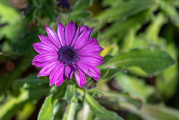 Purple flowers of Dimorphotheca ecklonis