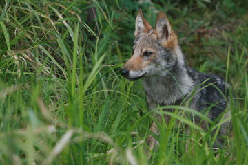 Pack of young wolves cubs near river