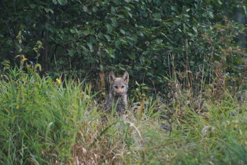 Pack of young wolves cubs near river