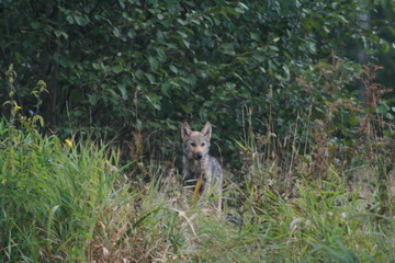 Naklejka premium Pack of young wolves cubs near river