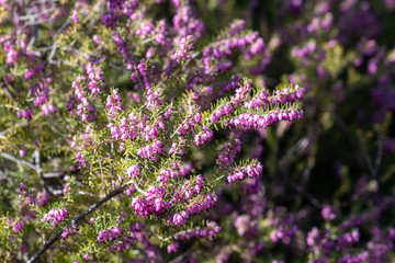 A closeup on a Erica × darleyensis blooming bush