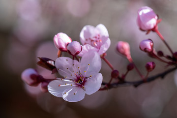 Plum flowers blooming in spring