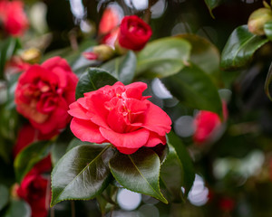 Blooming red camellia japonica emperror of russia
