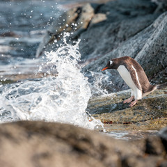 Gentoo Penguin climbing on Rocks in Antarctica on the Antarctic Penninsula going to swim in the Sea 