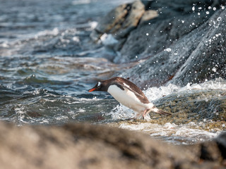 Gentoo Penguin climbing on Rocks in Antarctica on the Antarctic Penninsula going to swim in the Sea 