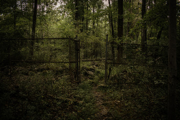 fence in the forest