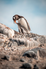 Gentoo penguin mother father with little chick feeding in Antarctica, Antarctic Penninsula 
