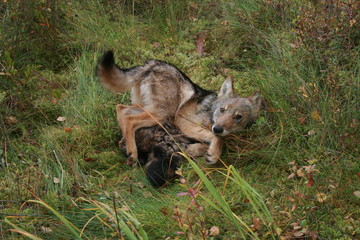 Pack of young wolves cubs near village and forest meeting hedgehog