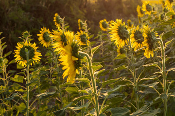Sunflower garden near the forest and sunlight.