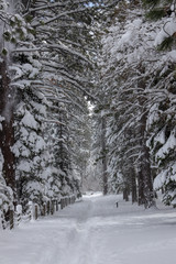 Winter Trails Along Lake Tahoe