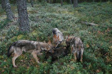 Pack of young wolves cubs near village and forest meeting hedgehog