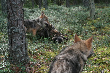 Naklejka na ściany i meble Pack of young wolves cubs near village and forest meeting hedgehog