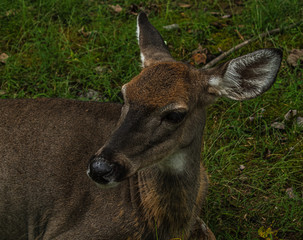portrait of a deer