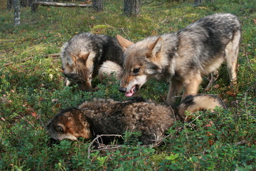 Pack of young wolves cubs near village and forest meeting hedgehog