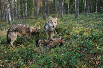 Pack of young wolves cubs near village and forest meeting hedgehog