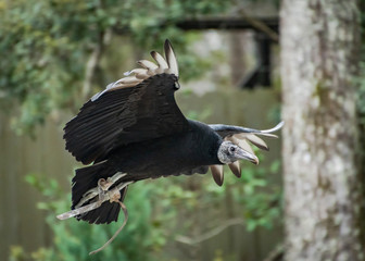 Black Vulture flying in raptor show in Georgia.