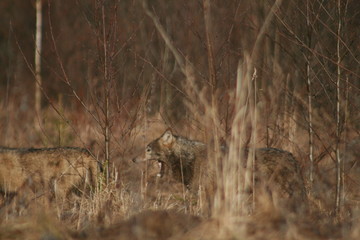 Wolf in autumn-winter forest near river, pond and swamp