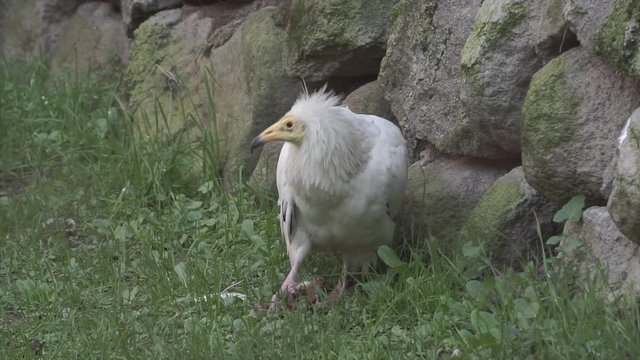 Wild white vulture is eating meat on grass. Wild hunter animal portrait. 