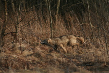 Wolf in autumn-winter forest near river, pond and swamp