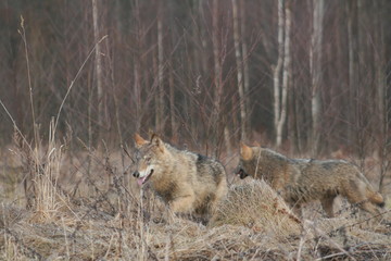 Wolf in autumn-winter forest near river, pond and swamp