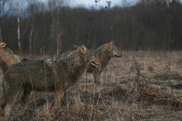Wolf in autumn-winter forest near river, pond and swamp