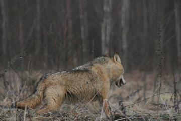 Wolf in autumn-winter forest near river, pond and swamp
