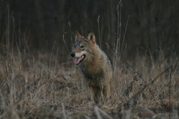 Wolf in autumn-winter forest near river, pond and swamp