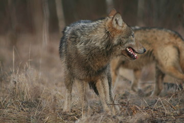Wolf in autumn-winter forest near river, pond and swamp