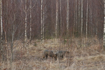 Wolf in autumn-winter forest near river, pond and swamp