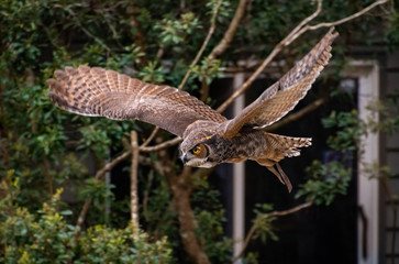 Great Horned Owl at raptor show in Georgia.