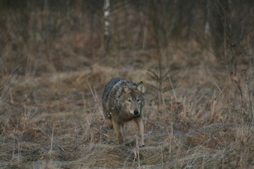 Wolf in autumn-winter forest near river, pond and swamp