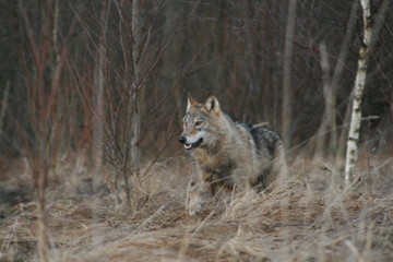 Wolf in autumn-winter forest near river, pond and swamp