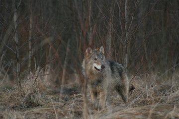 Fototapeta na wymiar Wolf in autumn-winter forest near river, pond and swamp