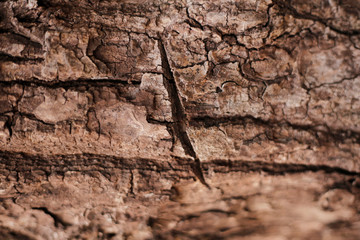 fissure mark wood skin textured old wood detail nature