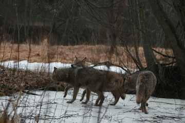 Wolf in autumn-winter forest near river, pond and swamp