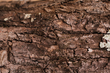 wood skin textured old wood detail nature abstract free