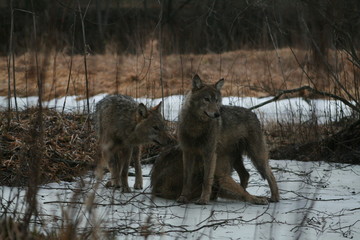 Wolf in autumn-winter forest near river, pond and swamp