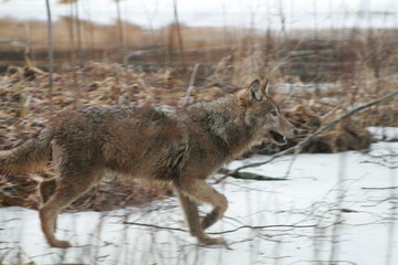Wolf in autumn-winter forest near river, pond and swamp