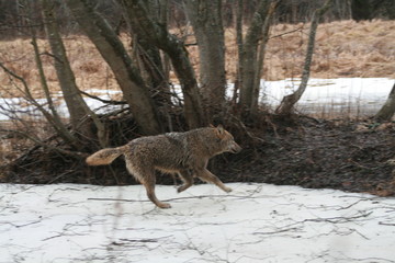 Wolf in autumn-winter forest near river, pond and swamp