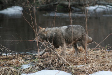 Wolf in autumn-winter forest near river, pond and swamp