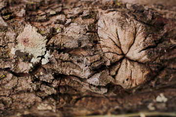 moss and wood skin textured old wood detail nature abstract