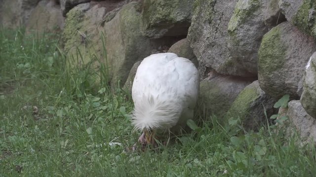 Wild white vulture is eating meat on grass. Wild hunter animal portrait. 