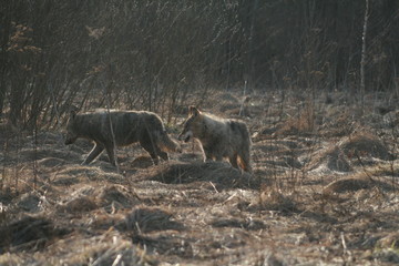 Wolf in wild forest during spring, summer and autumn