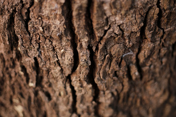 close-up blur textrued old wood free