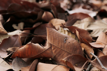 Dry leaf Brown background abstract  vintage free photo
