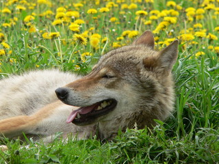 Wolf in flowers during spring - summer