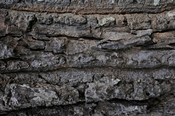 color wood skin textured old wood detail nature abstract