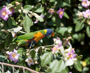 Rainbow lorikeet in the forest, Australia
